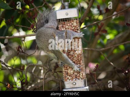A squirrel on a bird feeder in a suburban garden in Worcestershire, UK. Stock Photo