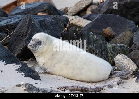 Gray seal cub on Heligoland Stock Photo