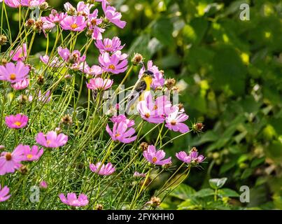 A Lesser Goldfinch surrounded by Pink Cosmos flowers in a green, lush garden setting. Stock Photo