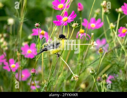 Closeup of a Lesser Goldfinch on a bent stem, surrounded by vibrant pink flowers in a beautiful garden setting. Stock Photo