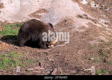 Braun bear walking on plain, Ursus arctos arctos