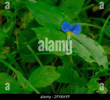 picture of an Asiatic Day Flower Stock Photo