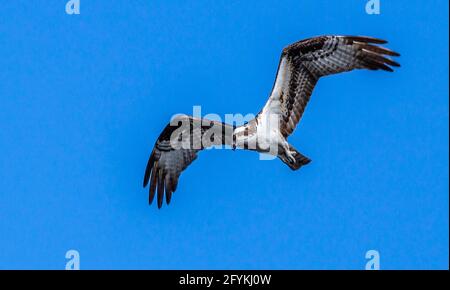 Osprey, pandion haliaetus, in flight that is a large eagle-like bird with white chest and belly and a black back. Black streak through eyes. Stock Photo