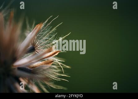Close up of a dry dandelion Stock Photo