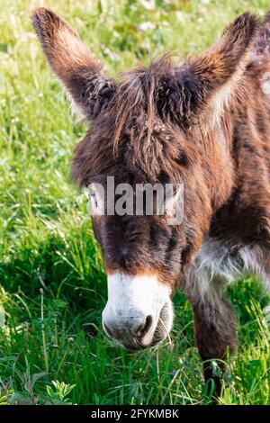 Close-up of a brown donkey in the green meadows of Asturias.The photo was taken using a mixture of natural and artificial light.The photo is taken in Stock Photo