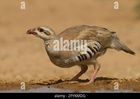 Closeup of a single Chukar Partridge or Chukar (Alectoris chukar) Photographed in Israel, Arava desert in June Stock Photo