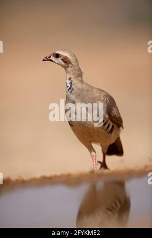 Closeup of a single Chukar Partridge or Chukar (Alectoris chukar) Photographed in Israel, Arava desert in June Stock Photo