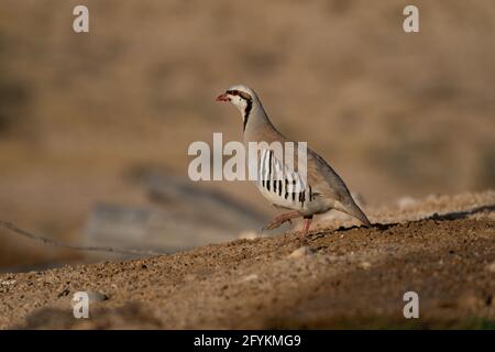 Closeup of a single Chukar Partridge or Chukar (Alectoris chukar) Photographed in Israel, Arava desert in June Stock Photo