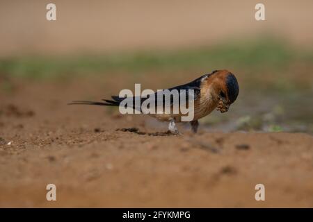 The red-rumped swallow (Cecropis daurica syn Hirundo daurica) is a small passerine bird in the swallow family. It breeds in open hilly country of temp Stock Photo