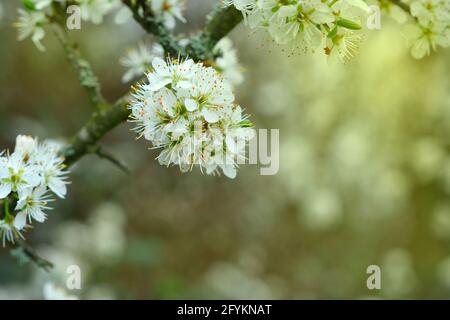 Blossoming tree in spring. closeup. White trees flowers on the brunch. Spring Concept. Selective focus, defocused spring blossom. Cherry Plum blossom. Prunus spinosa Stock Photo