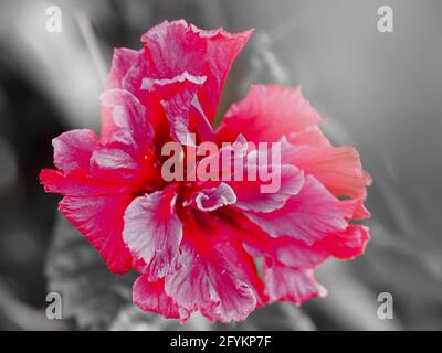 Macro of a monochrome with red colour only, of a full bloom pinky red Hibiscus Hiawatha flower in the garden, blurred grey background