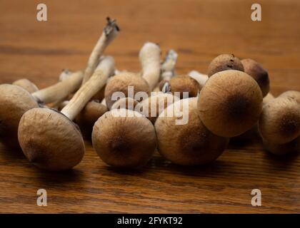 Fresh Psychedelic Magic Mushrooms Stock Photo