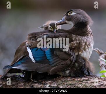 Female wood duck, Aix sponsa, helps her new born chick climb on her back while she covers the rest of her brood to provide them some warmth on a crisp spring day. Stock Photo