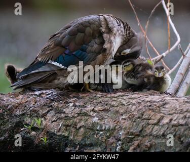 Mother wood duck, Aix sponsa, providing warmth by covering her brood sitting on a log. The recently hatched babies still depend on the care of their mother to look for food as well as provide protection from predators. Stock Photo