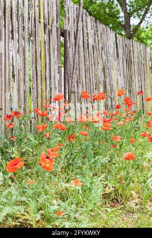 Castroville, Texas, USA. Poppies and wooden fence in the Texas hill country. Stock Photo