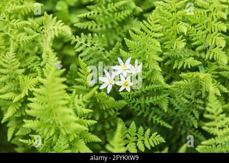 Castroville, Texas, USA. Ferns in the Texas hill country. Stock Photo