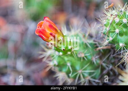 Castroville, Texas, USA. Prickly pear flower in the Texas hill country. Stock Photo