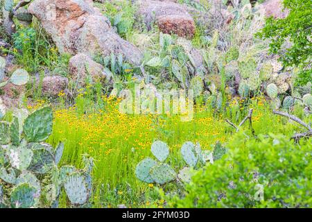 Castroville, Texas, USA. Prickly Pear cactus and Brown-eyed Susan flowers. Stock Photo