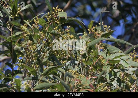 Leaves and flower buds on a Corymbia maculata (Spotted Gum) eucalypt tree in NSW, Australia Stock Photo