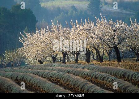 FRANCE. VAUCLUSE (84). THE LUBERON. CULTURE OF LAVENDER AND BLOOMING CHERRY TREES Stock Photo