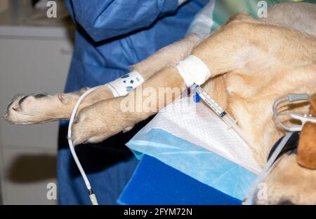 A dog lies asleep during sterilization surgery with a syringe of anesthesia connected to the intravenous cannula and a blood pressure cuff on the othe Stock Photo