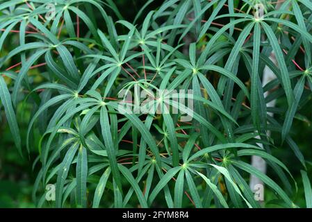 Cassava leaves with a unique pattern in the garden with direct sunlight, can be used as backgrounds and wallpapers Stock Photo