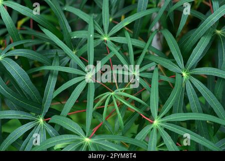 Cassava leaves with a unique pattern in the garden with direct sunlight, can be used as backgrounds and wallpapers Stock Photo