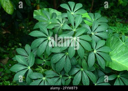 Cassava leaves with a unique pattern in the garden with direct sunlight, can be used as backgrounds and wallpapers Stock Photo