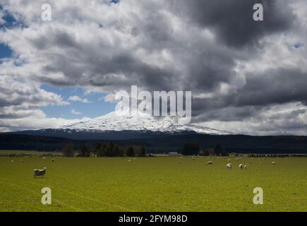 A rural farming scene with a flock of sheep with Mount Ruapehu in the background. Stock Photo