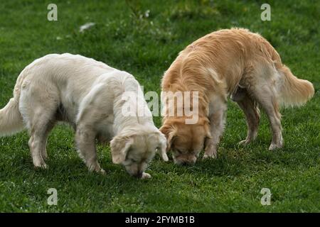 Golden retrievers playing outside in their natural environment on grass chasing bubbles. Stock Photo