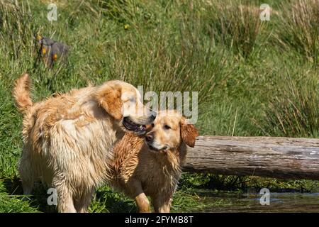 Golden Retrievers playing in and around a pond. Stock Photo