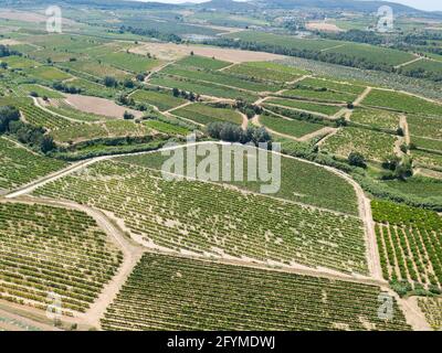 View from drone of plantation of grapevines at summer day in Penedes, Catalonia Stock Photo