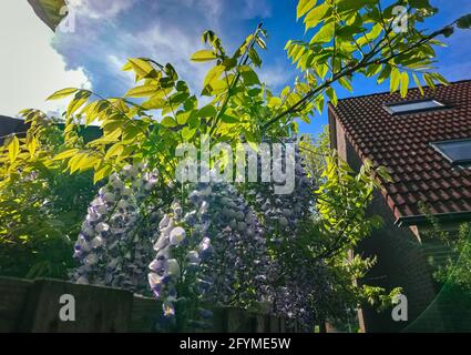 Lila colored flowers of Wisteria sinensis (Chinese Wisteria) in a backyard garden Stock Photo
