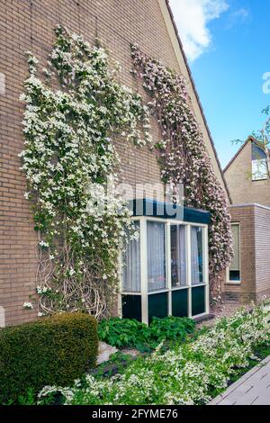 Two clematis plants with differently colored flowers grow against the wall of a house Stock Photo