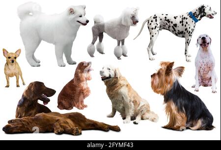 Collection of various dog breeds isolated on white Stock Photo