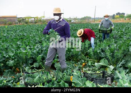 Afro american male farmer in face mask and with knife cutting broccoli at a vegetable farm on a sunny day Stock Photo