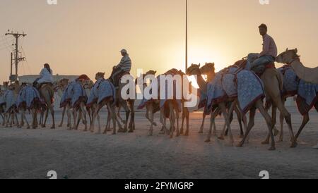 Ash-Shahaniyah, Qatar- March 21 2021 : Jockeys taking the camels for walk in the camel race tracks. Selective focus Stock Photo