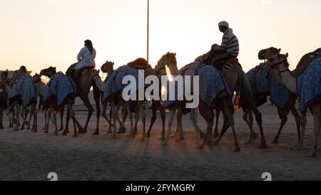 Ash-Shahaniyah, Qatar- March 21 2021 : Jockeys taking the camels for walk in the camel race tracks. Selective focus Stock Photo