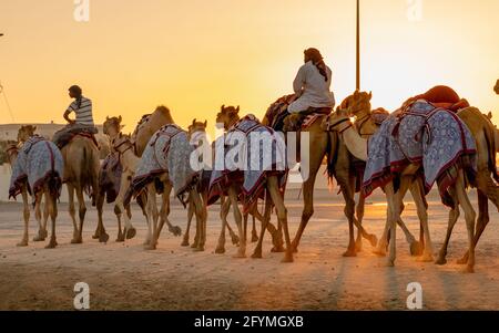 Ash-Shahaniyah, Qatar- March 21 2021 : Jockeys taking the camels for walk in the camel race tracks. Selective focus Stock Photo