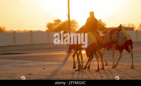 Ash-Shahaniyah, Qatar- March 21 2021 : Jockeys taking the camels for walk in the camel race tracks. Selective focus Stock Photo