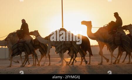 Ash-Shahaniyah, Qatar- March 21 2021 : Jockeys taking the camels for walk in the camel race tracks. Selective focus Stock Photo