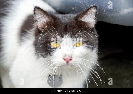 A portrait of a black-white adorable cat walking on the blurred background Stock Photo