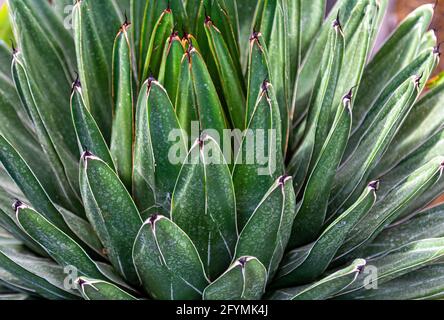 Macro photo of green leaves of sukubus Stock Photo