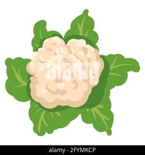 Cauliflower with green leaves, healthy nutrition organic product. Vector hand cartoon draw flat trendy style white background isolated Stock Vector