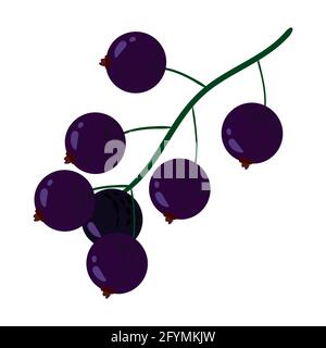 Black Currant berries, healthy organic nutrition product, half cut. Vector cartoon flat trendy illustration hand drawn isolated Stock Vector