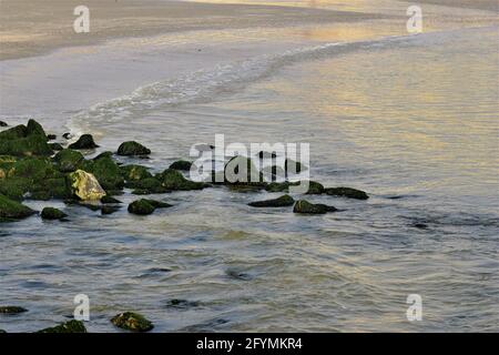 Stones overgrown with algae in the shallow water on the beach Stock Photo