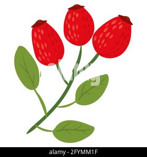 Rose hip twig with leaves, natural healthy organic nutrition product, dogrose or wildrose. Vector doodle cartoon flat trendy illustration hand drawn Stock Vector