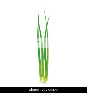 Green onion, natural healthy organic nutrition product, scalion. Vector doodle cartoon flat trendy illustration hand drawn isolated Stock Vector
