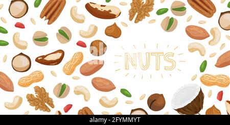 Nuts set horizontal banner with different types of nuts Brazil nut, coconut, cashew, hazelnut, pistachio, pecan, macadamia, peanut, cedar nut, almond, Stock Vector