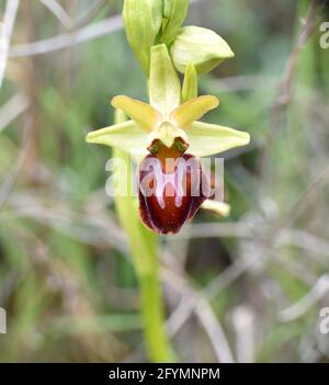 Spider orchid (Ophrys sphegodes) with velvety dark brown lip and hatchet shape. Sunny day in grass meadow, Munilla, La Rioja, Spain. Stock Photo